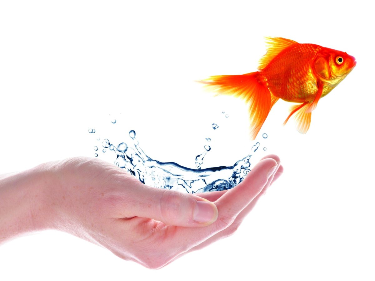 Китайская живопись гунби рыбы