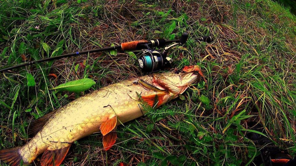 Щука на спиннинг