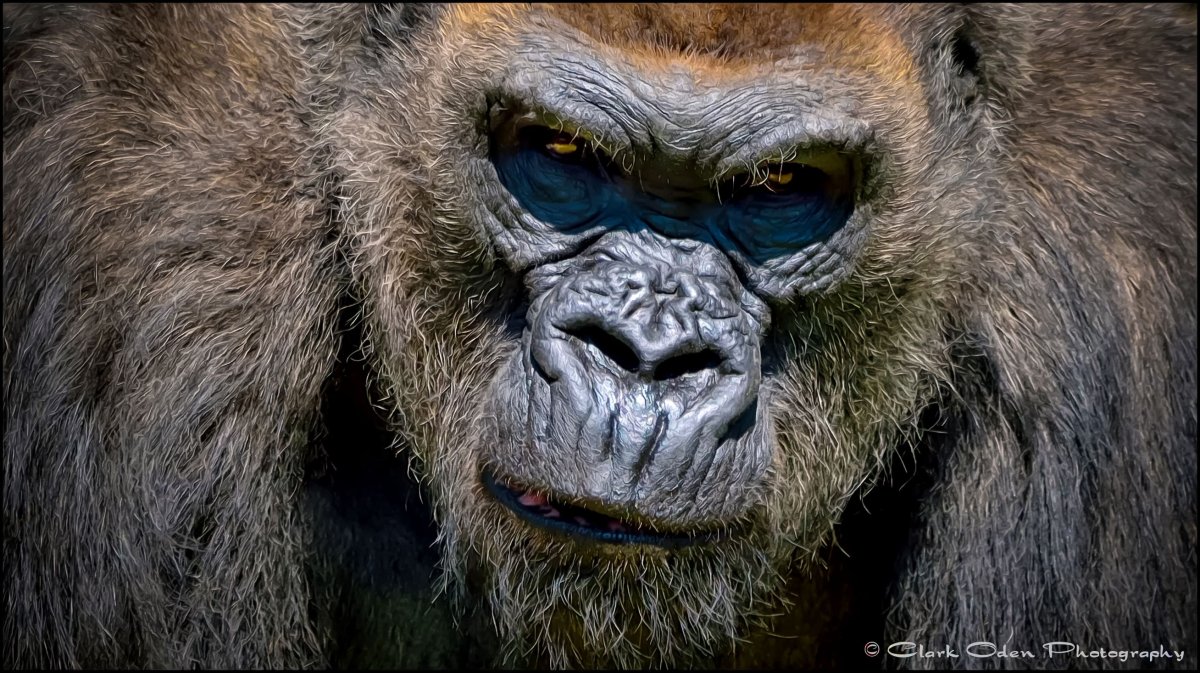 Клыки шимпанзе