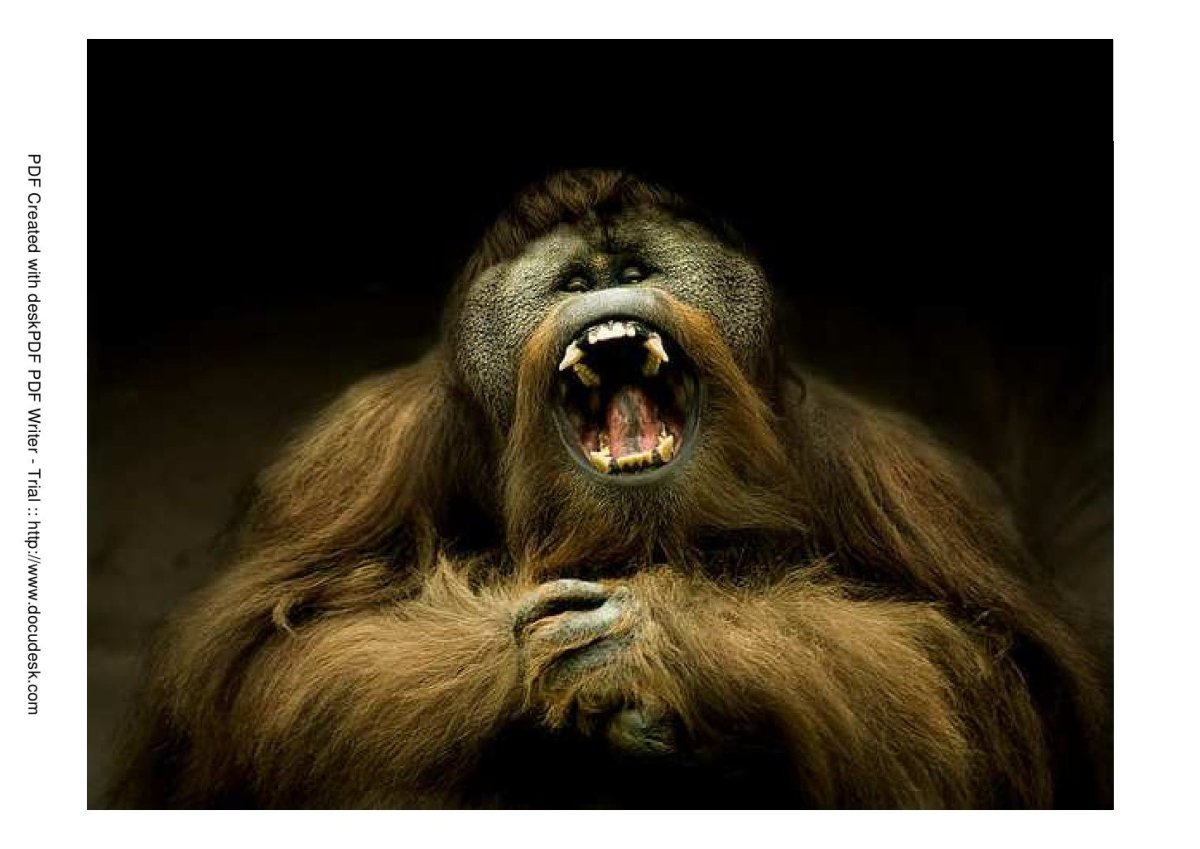 Лысый уакари