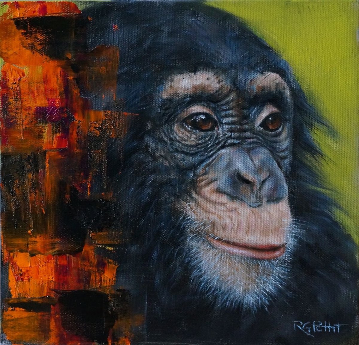 Бабуин альбинос