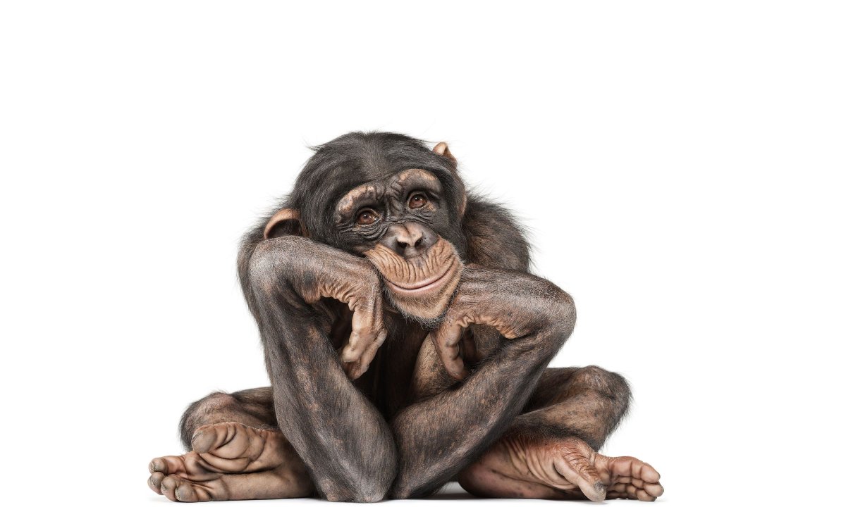 Некрасивая обезьяна