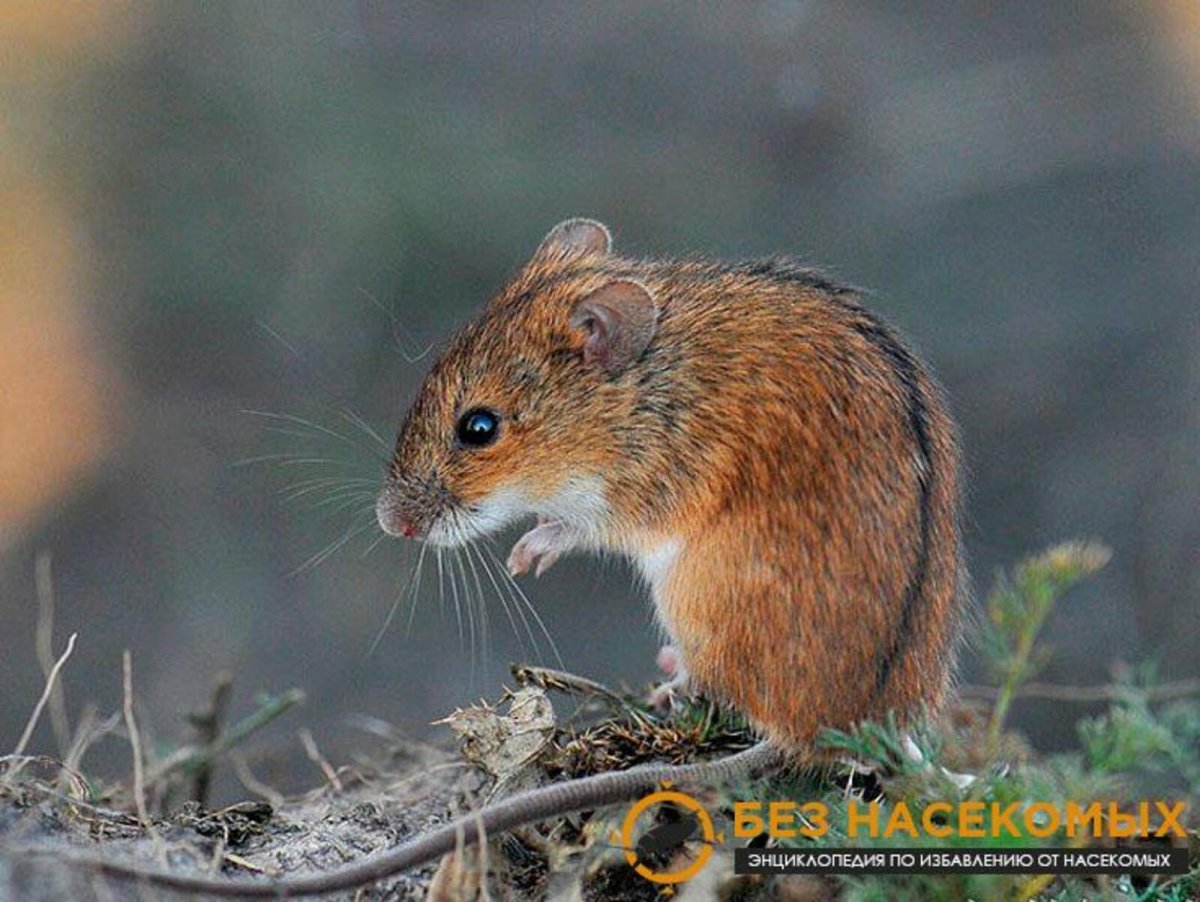 Полевая мышь Apodemus agrarius