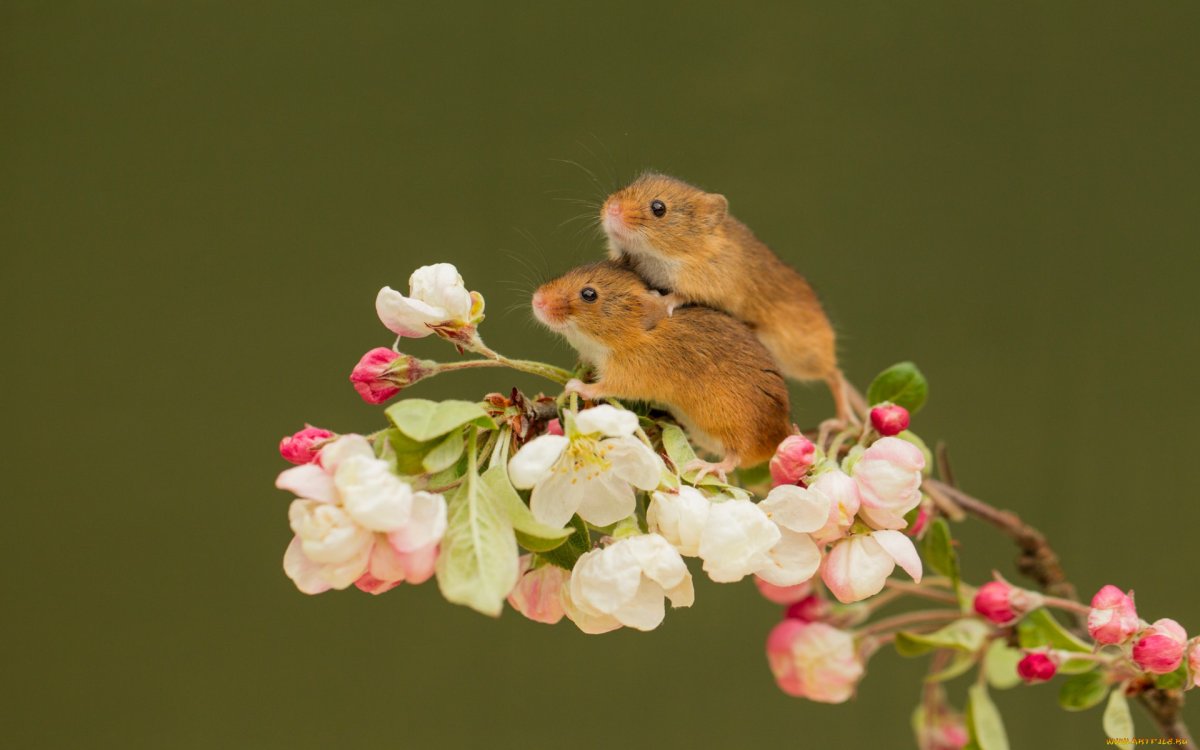 Мышь полевка в поле
