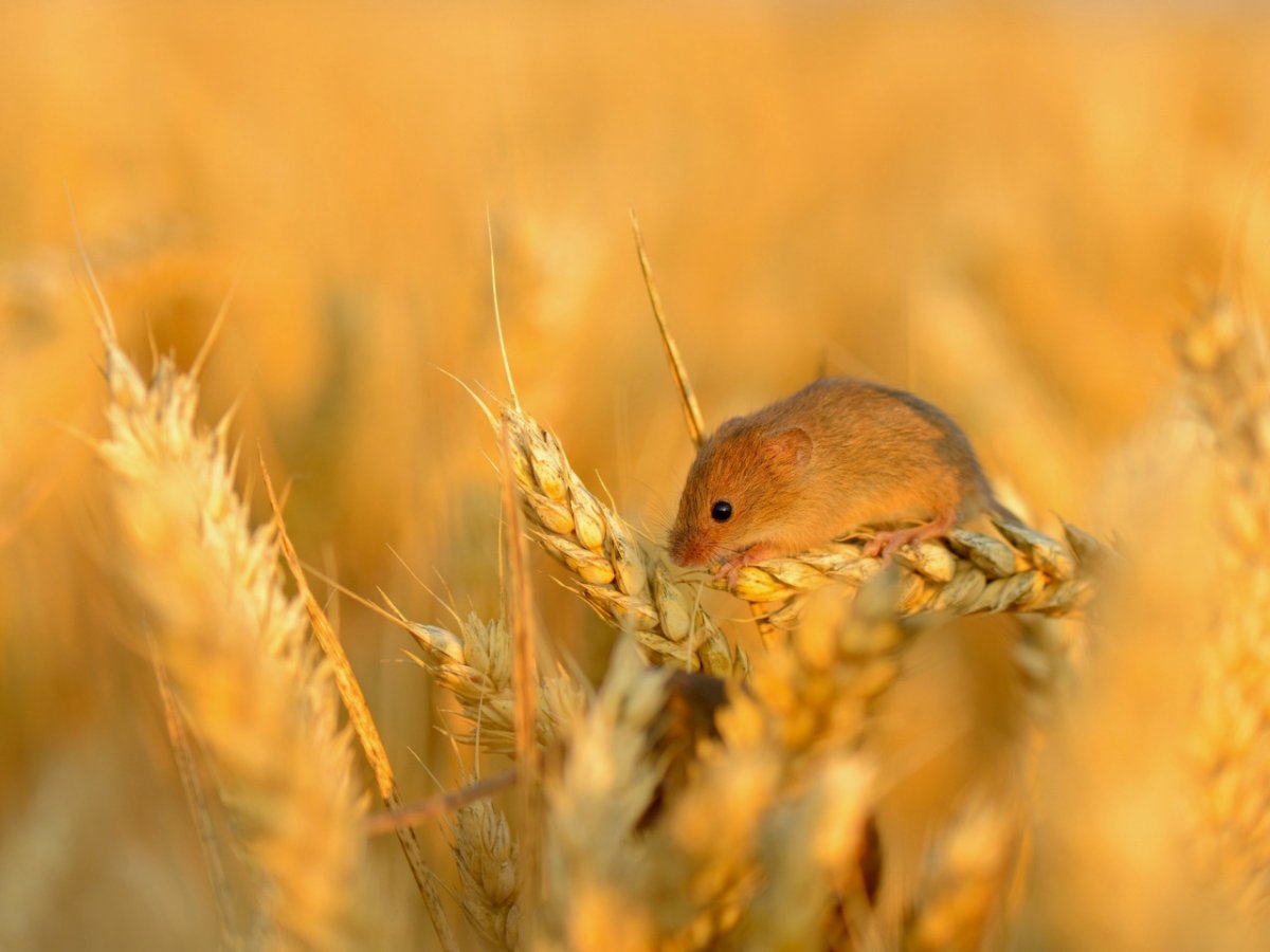Мыши в доме