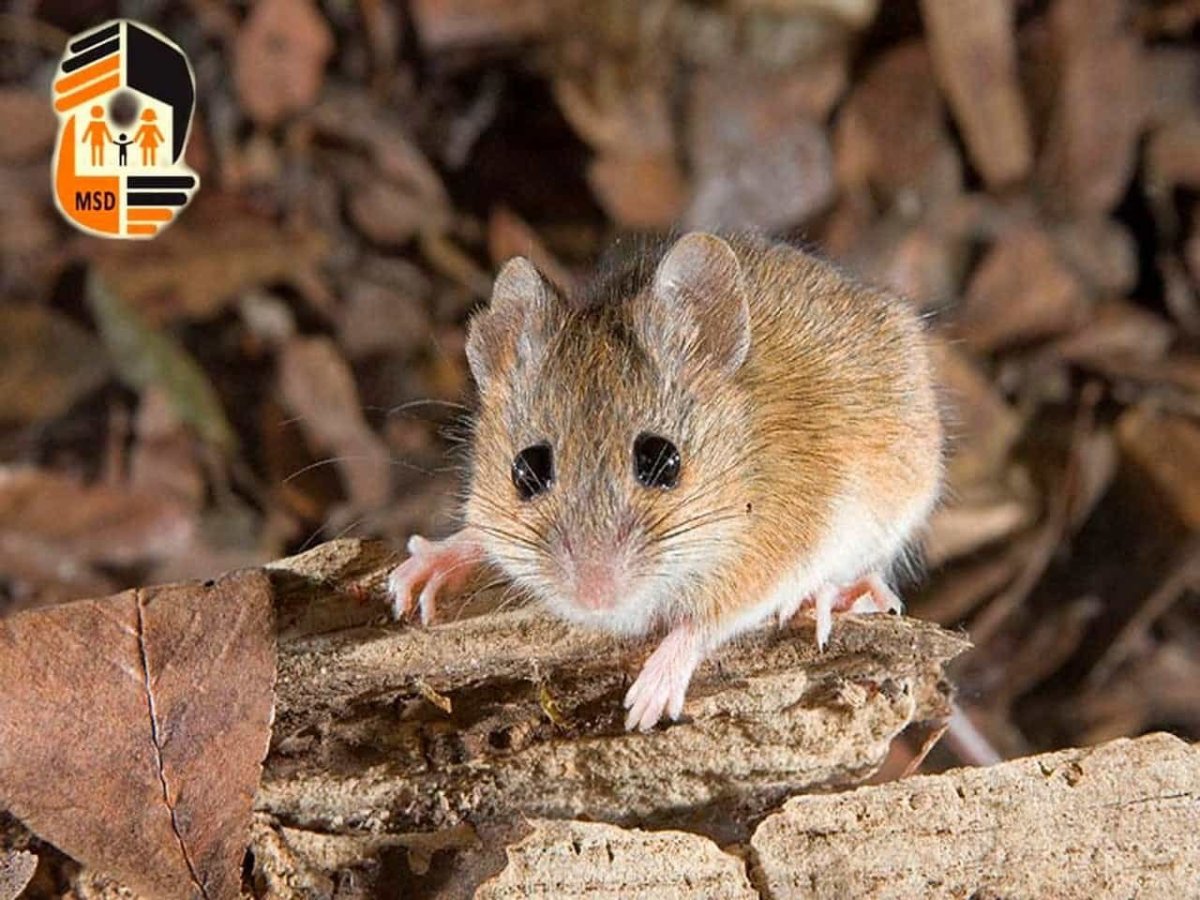 Эворонская полевка