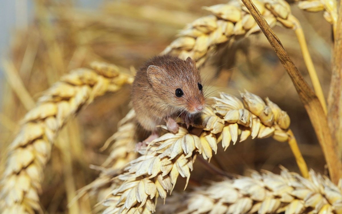 Мышь полевка питание