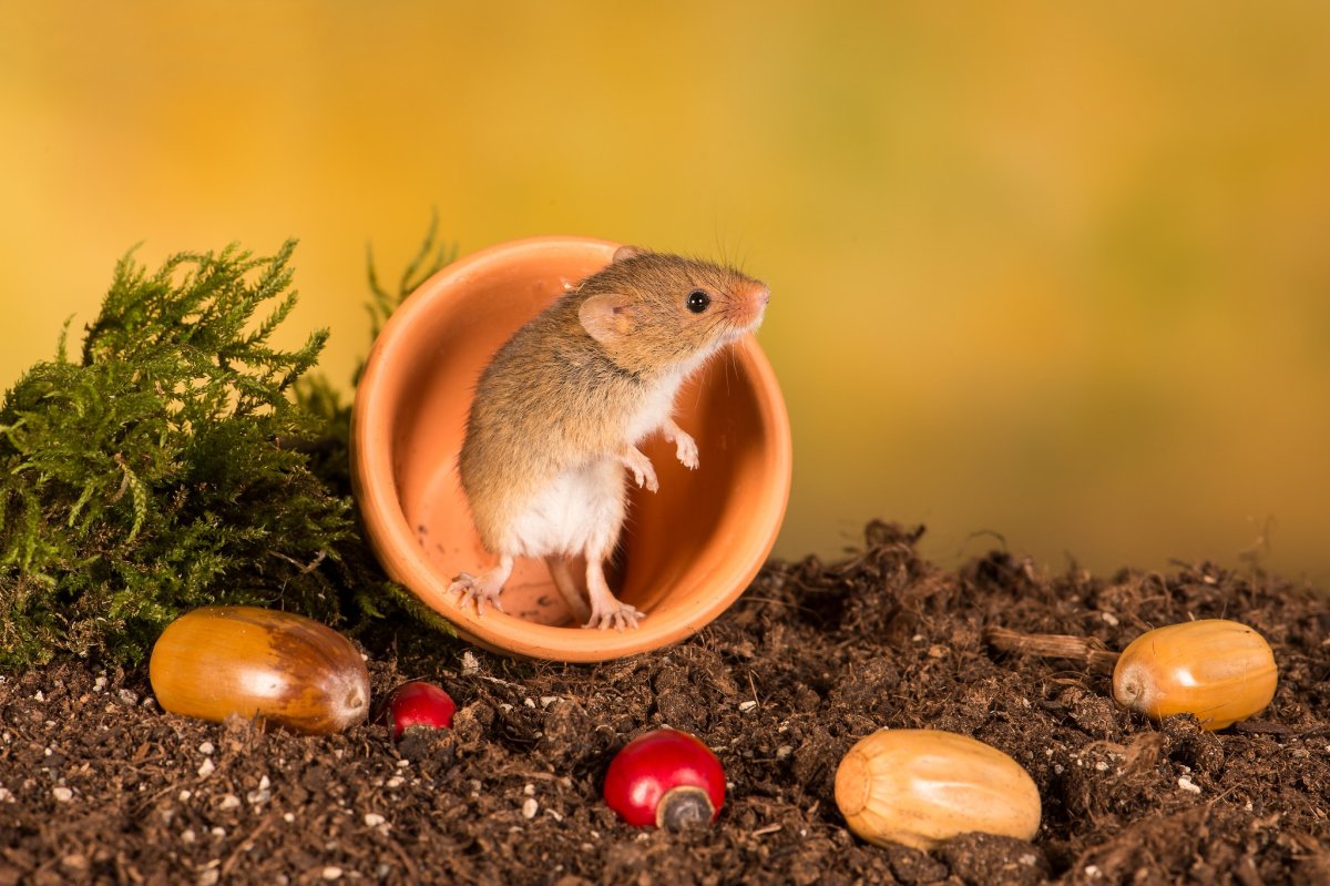 Мыши питаются желудями