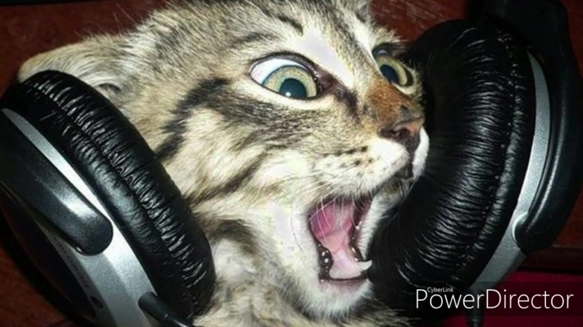 Котик в наушниках
