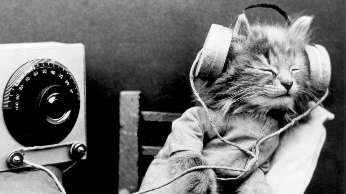 Кот в очках и наушниках