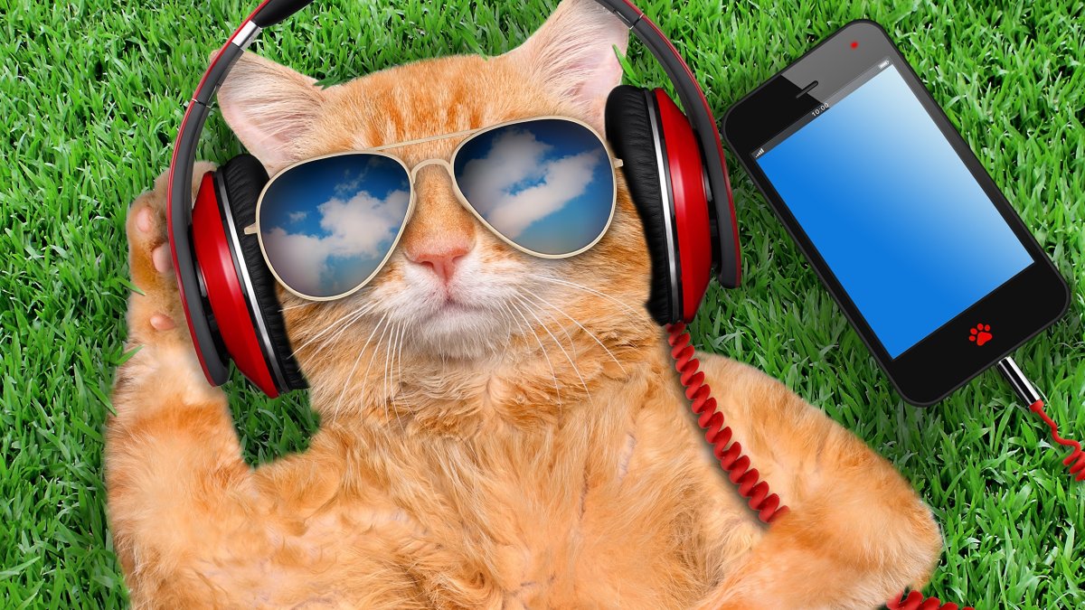 Котик в гарнитуре