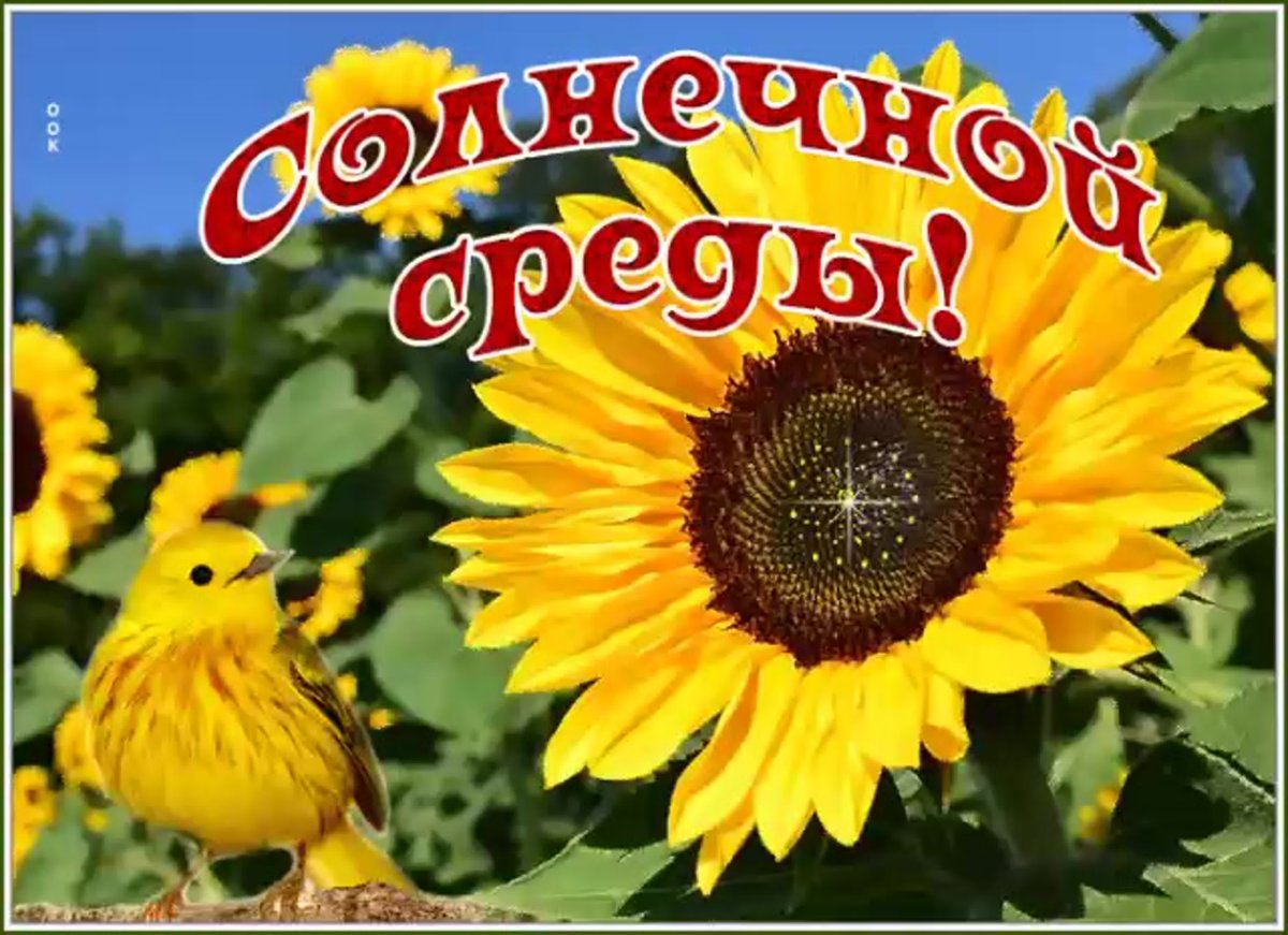 Интересные пожелания с добрым утром