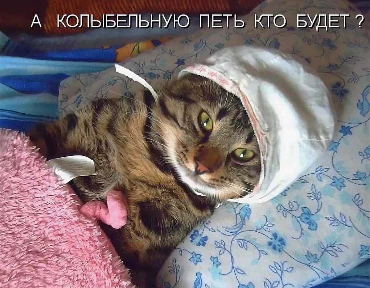 Ложись спать котик