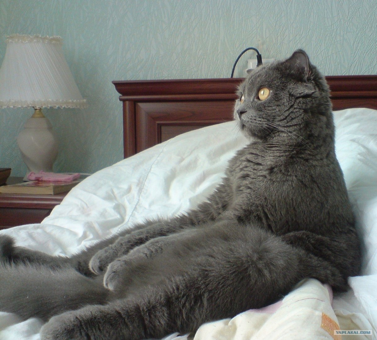 Леонардо ди Каприо ИДТ