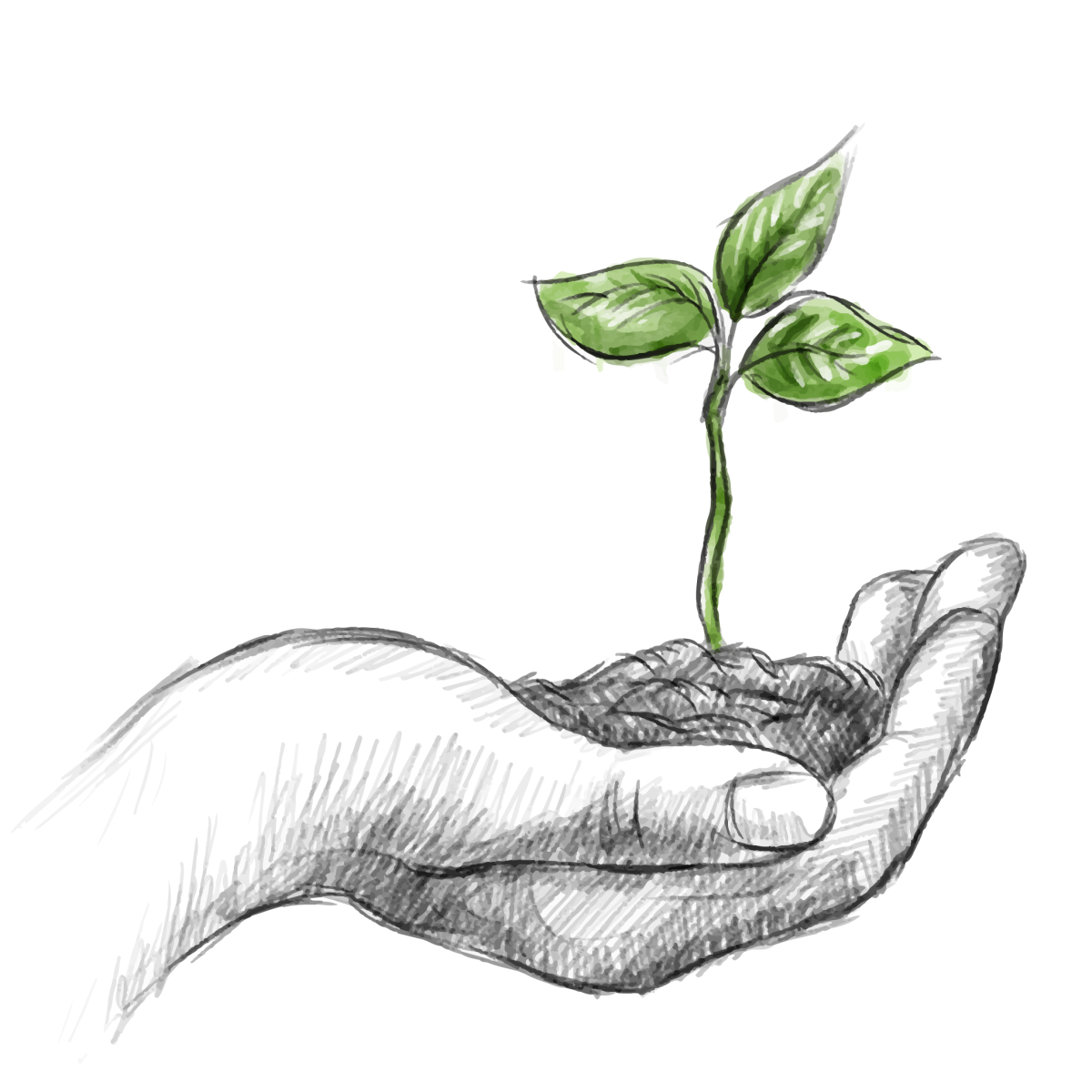 Росток в руках