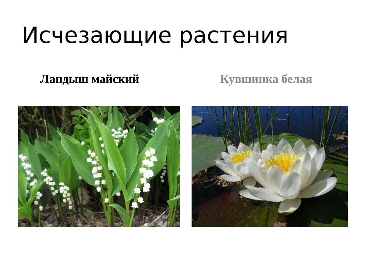 Растения которые исчезли