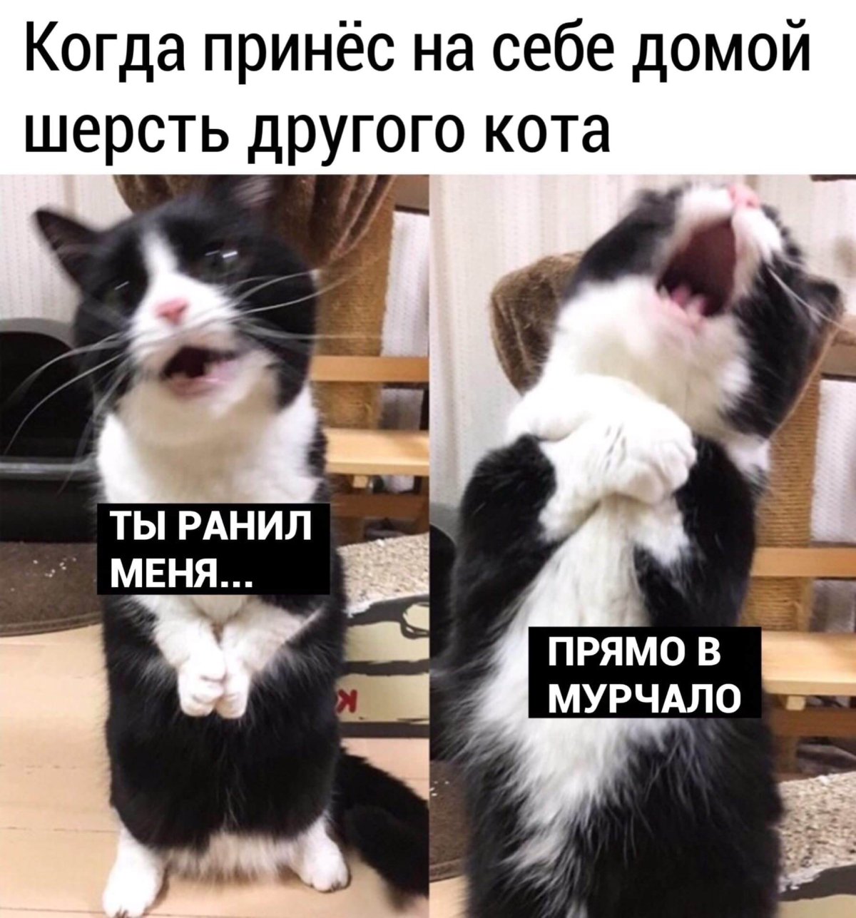 Наташа и коты мемы
