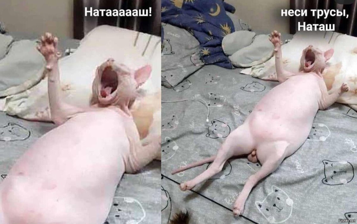 Кошка Наташа в хорошем качестве