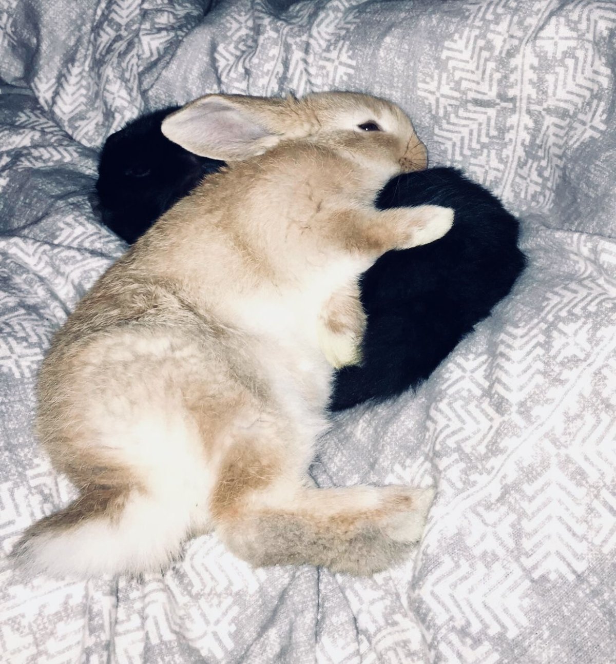 Спящие зайки