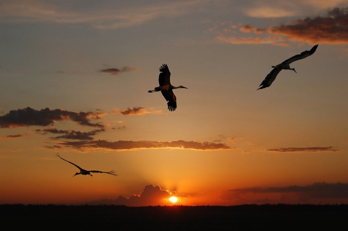 Журавлиный крик в осеннем небе тает