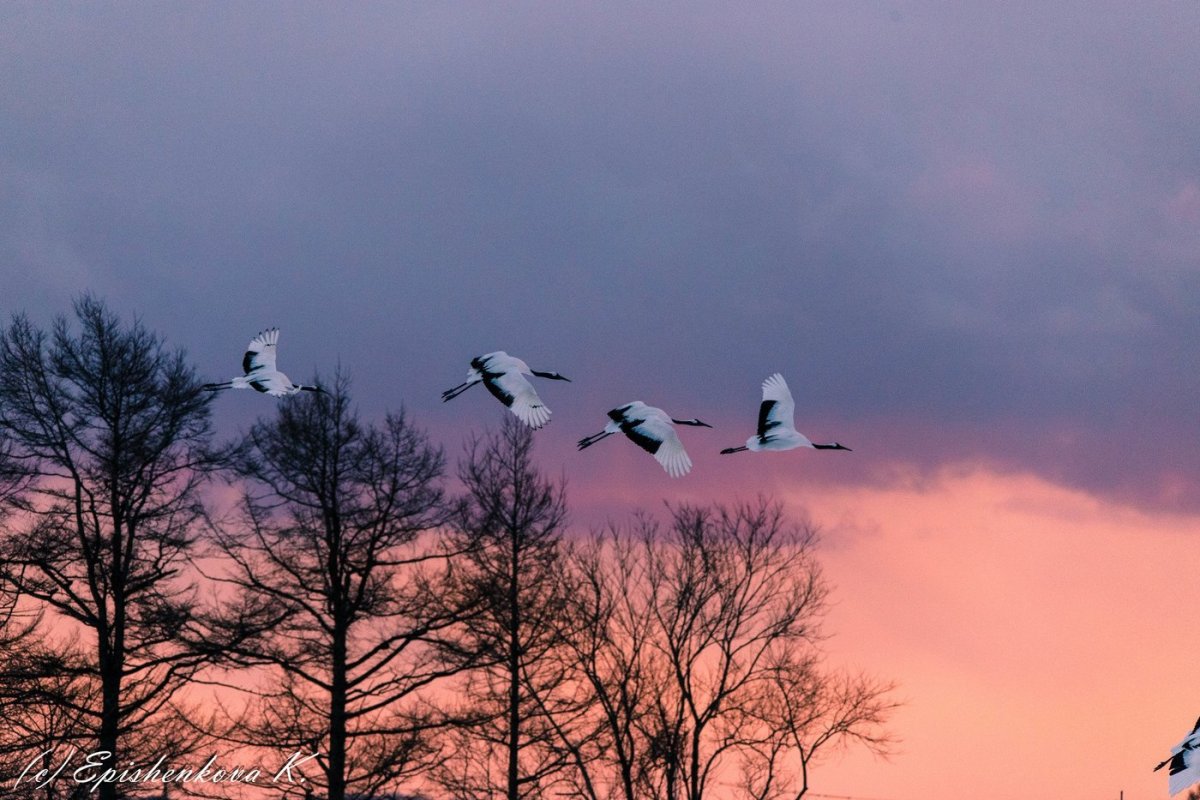 Улетающий Клин журавлей