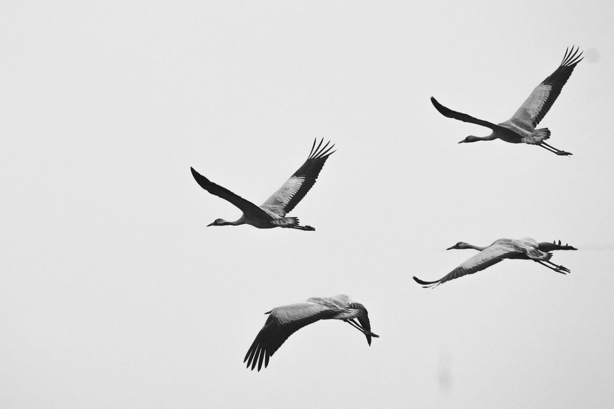 Клин журавлей на белом фоне