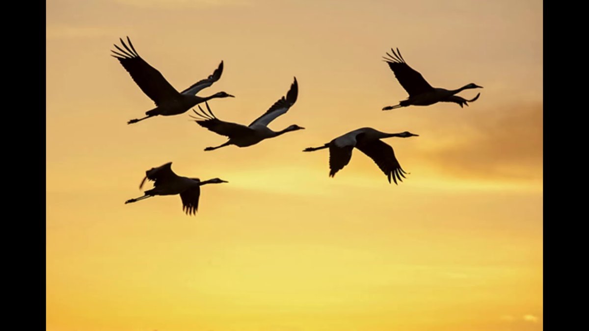 Гуси перелетные птицы Клин