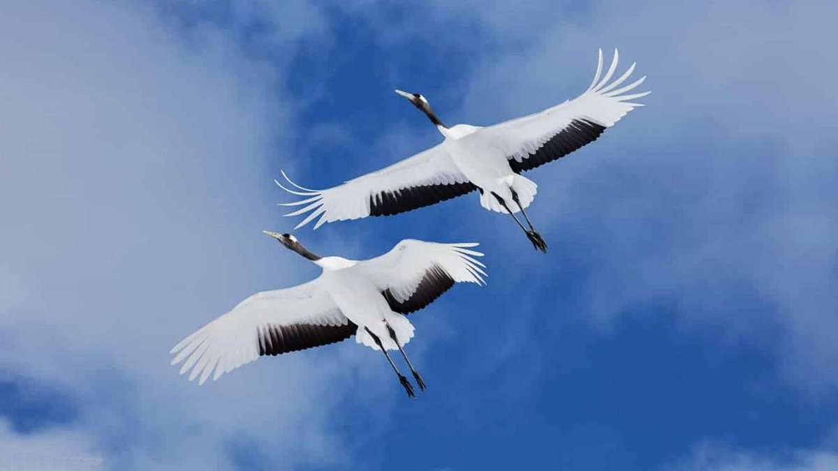 Белый журавль Стерх летящий