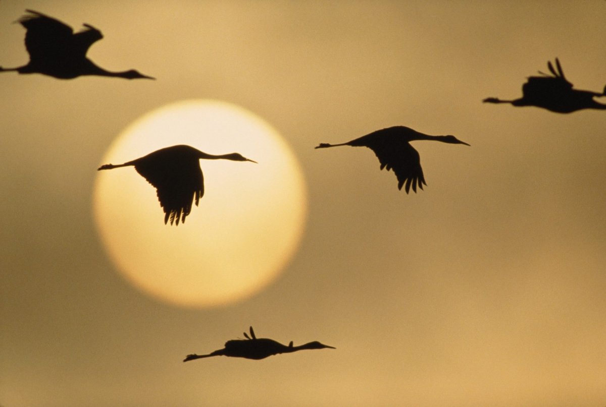 Журавли война