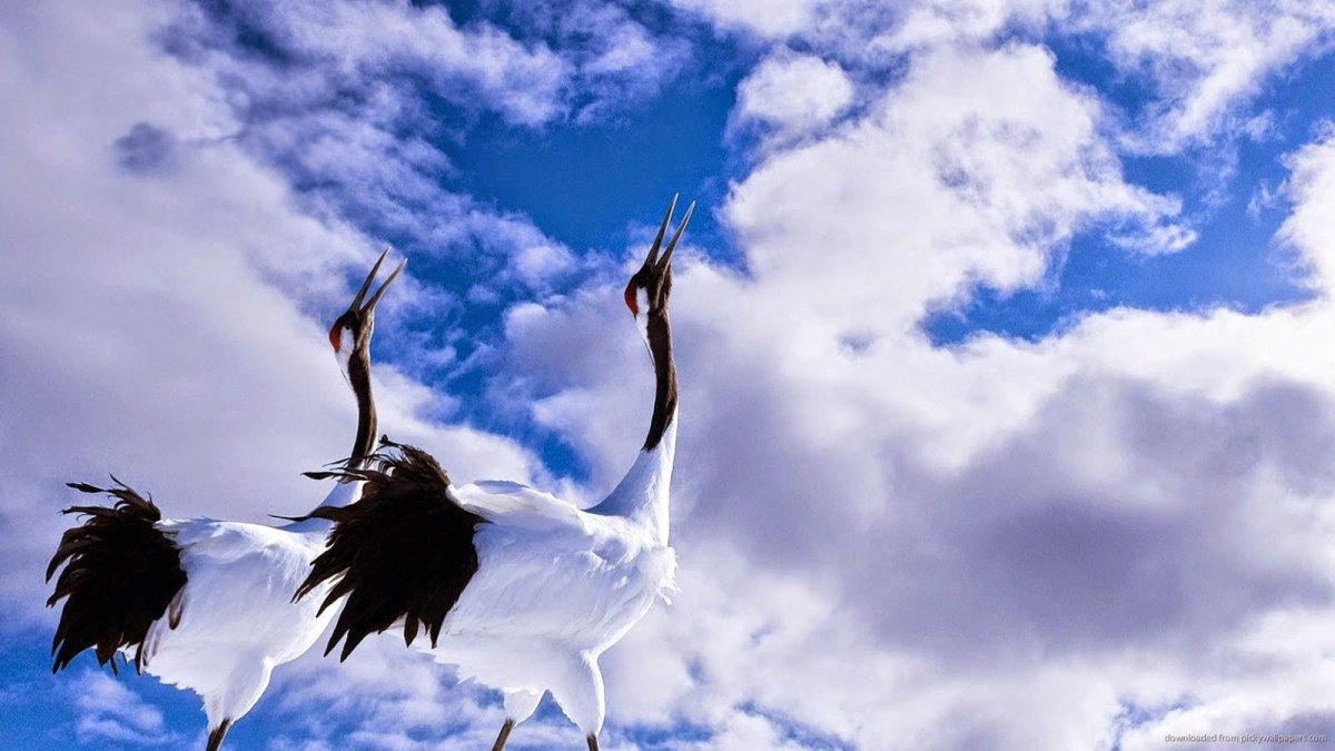 Обои на рабочий стол Журавли