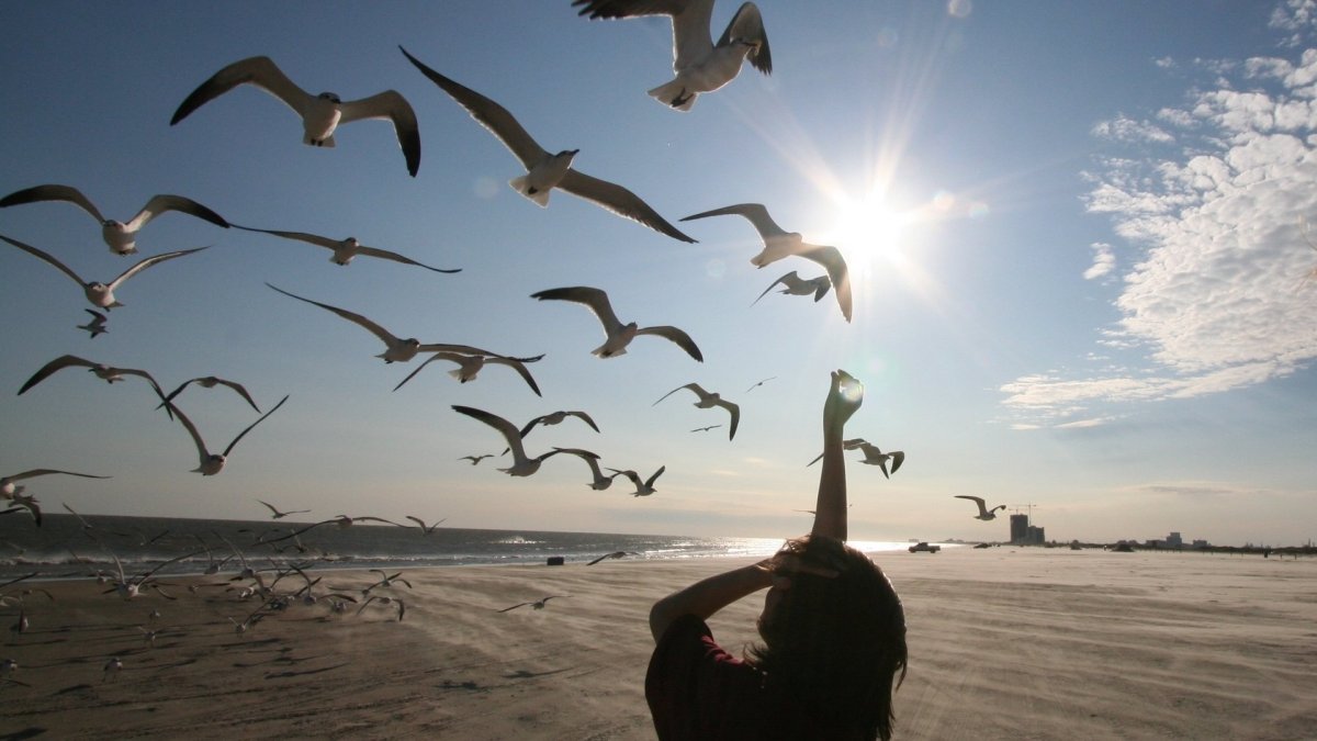 Лебеди летят