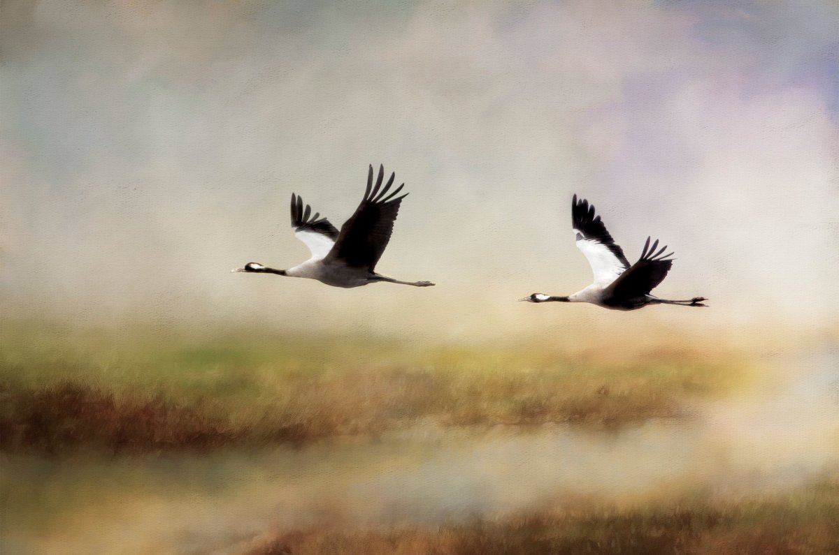 А. Степанова «Журавли летят»;