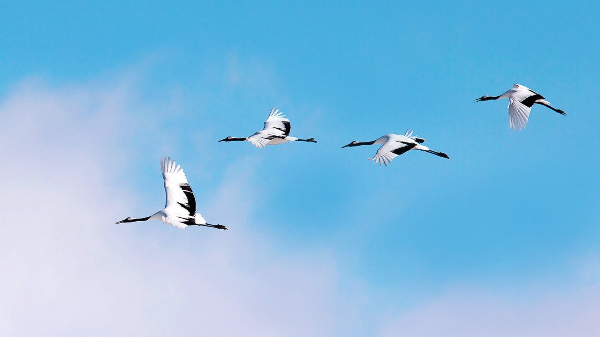 Клин журавлей в небе