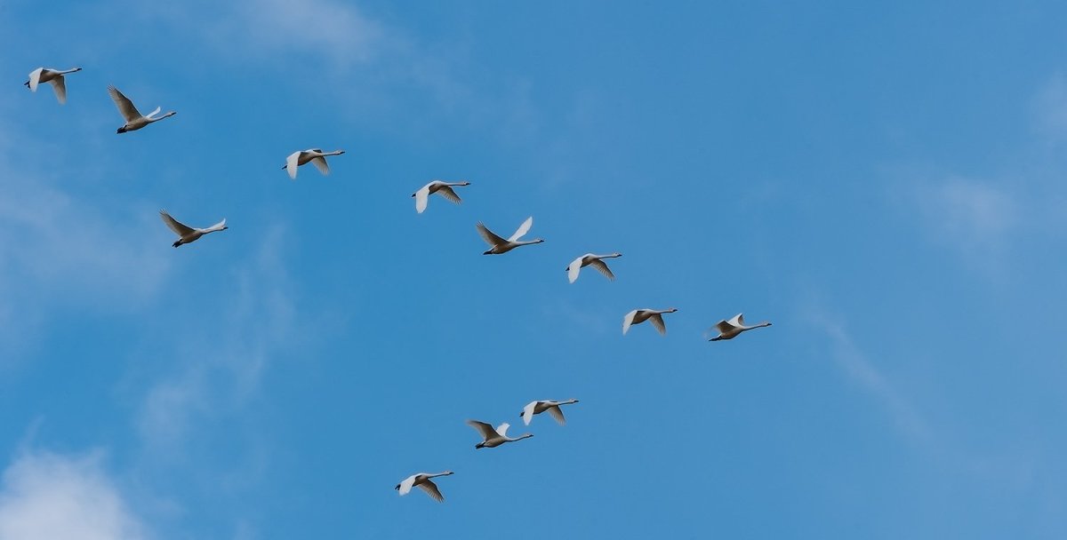 Перелётные птицы журавлиный Клин