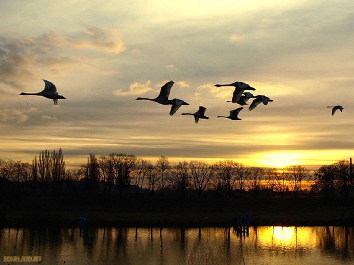 Птицы улетают на Юг