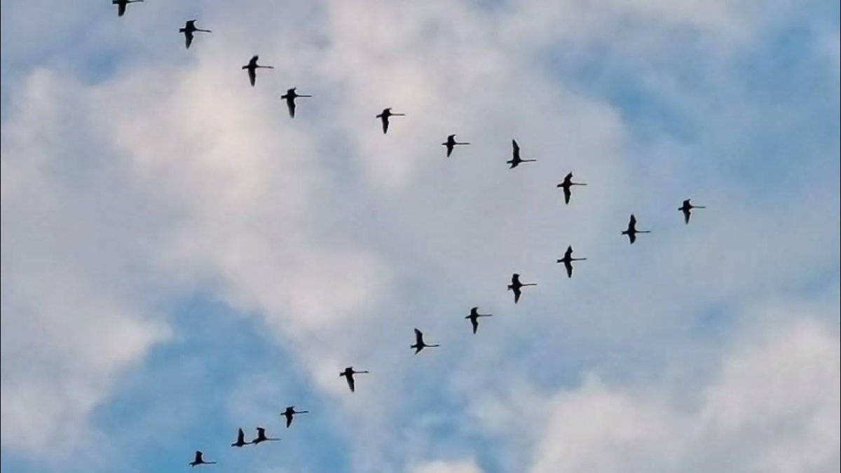 Перелётные птицы журавлиный Клин