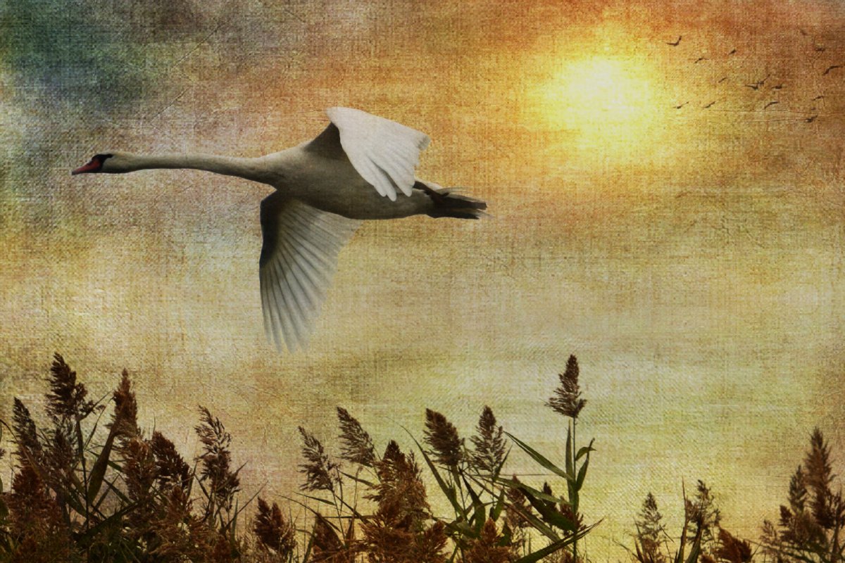 Девушка и Чайки