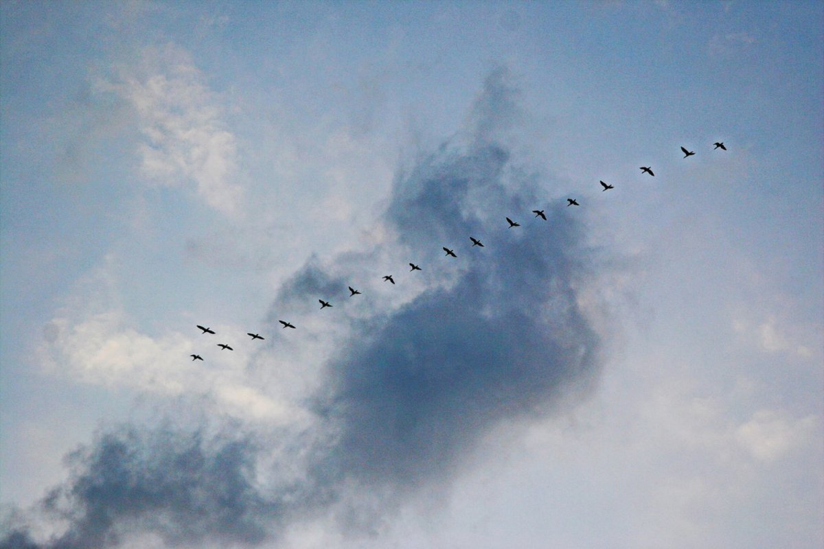 Журавли в голубом небе