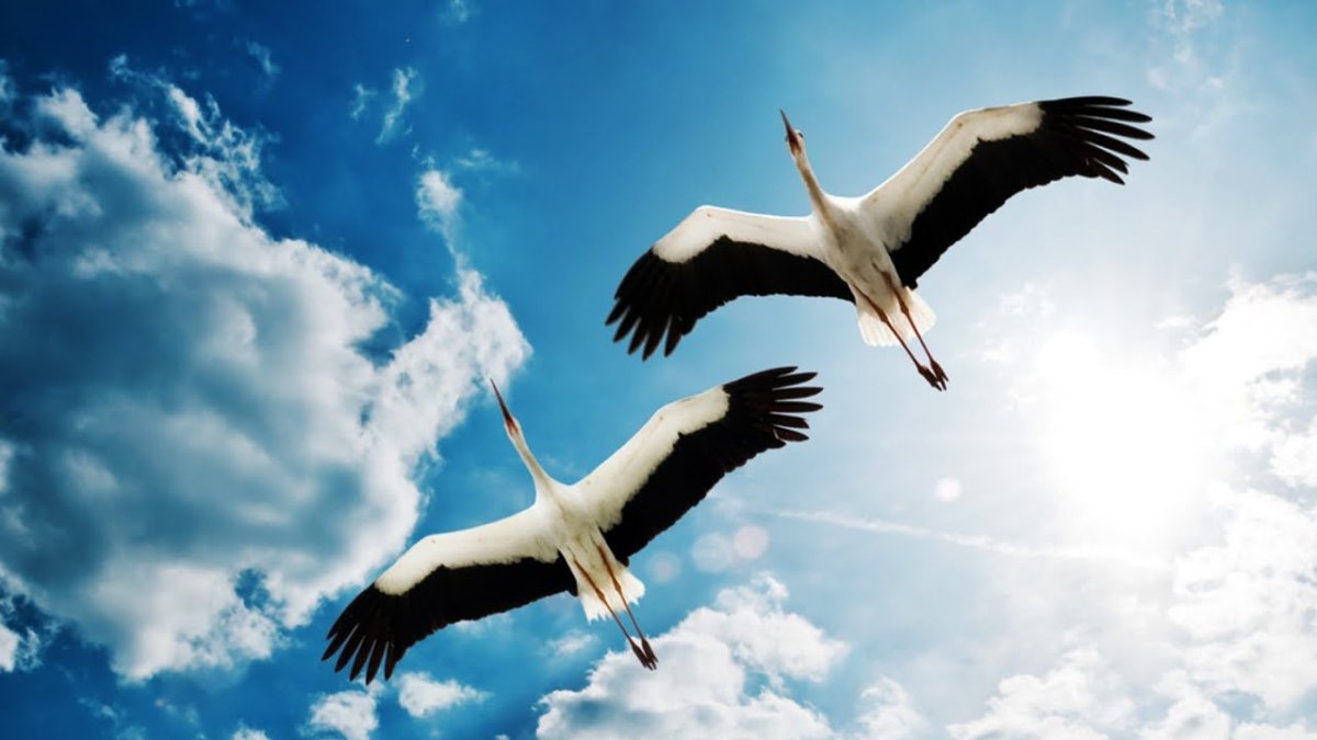 Птицы улетают на Юг