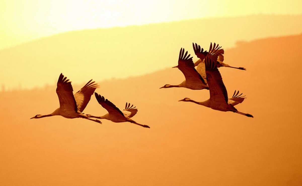 Цапля в тумане