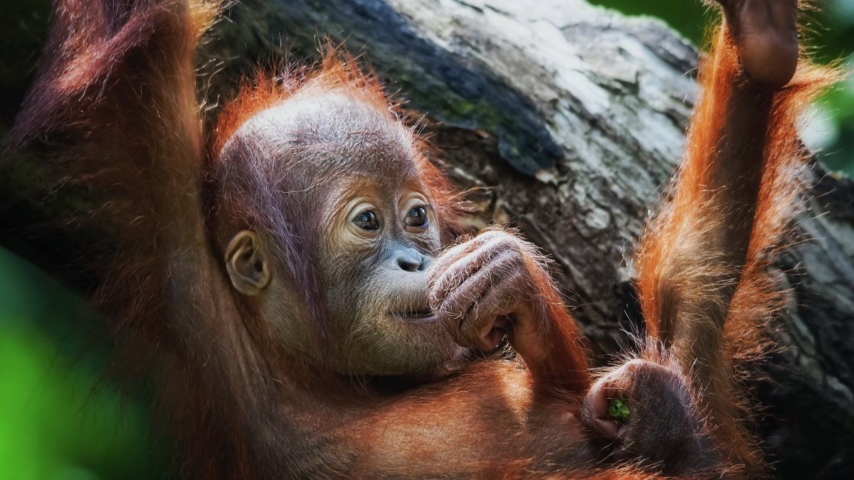 Смешные обезьяны