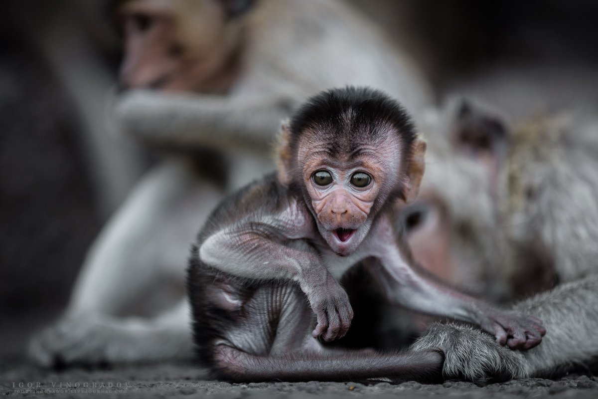 Грустная мартышка