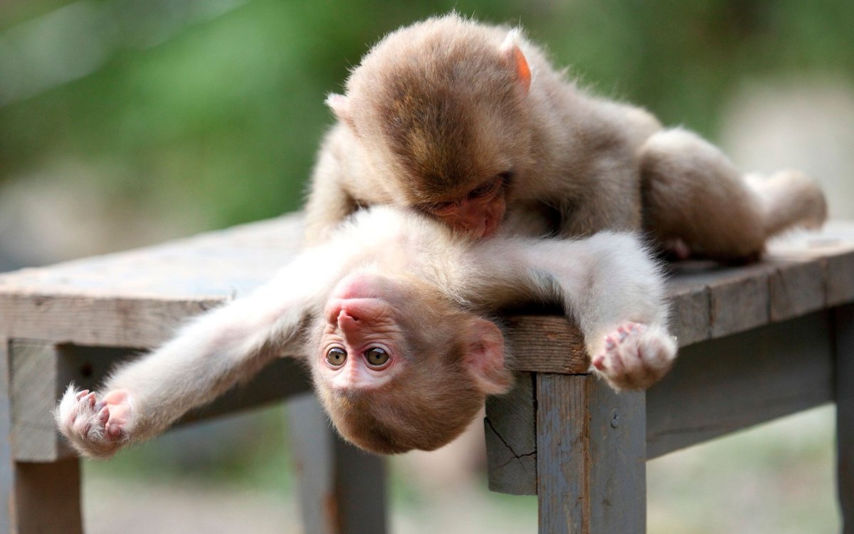 Забавные животные