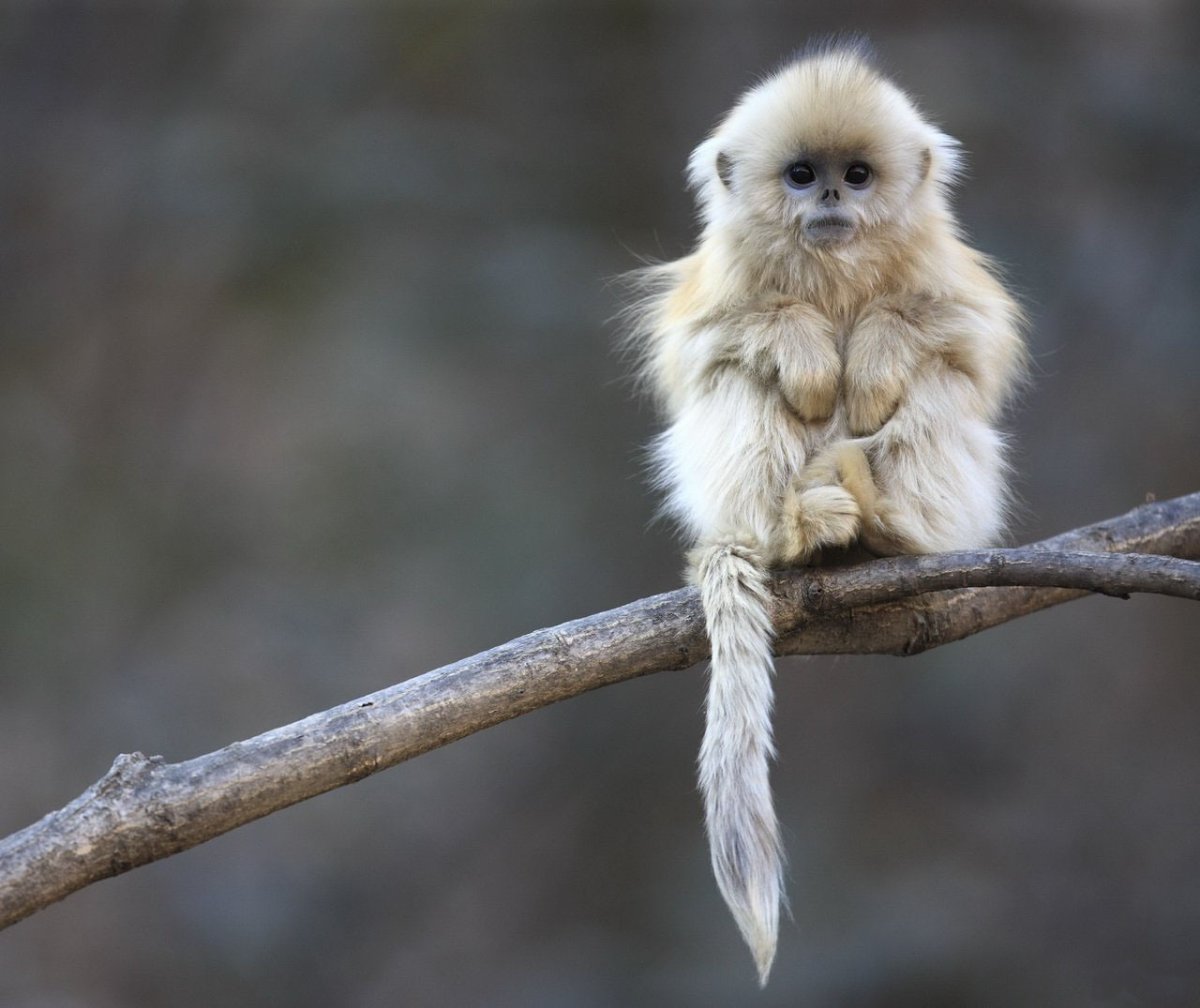 Игрунки капуцин