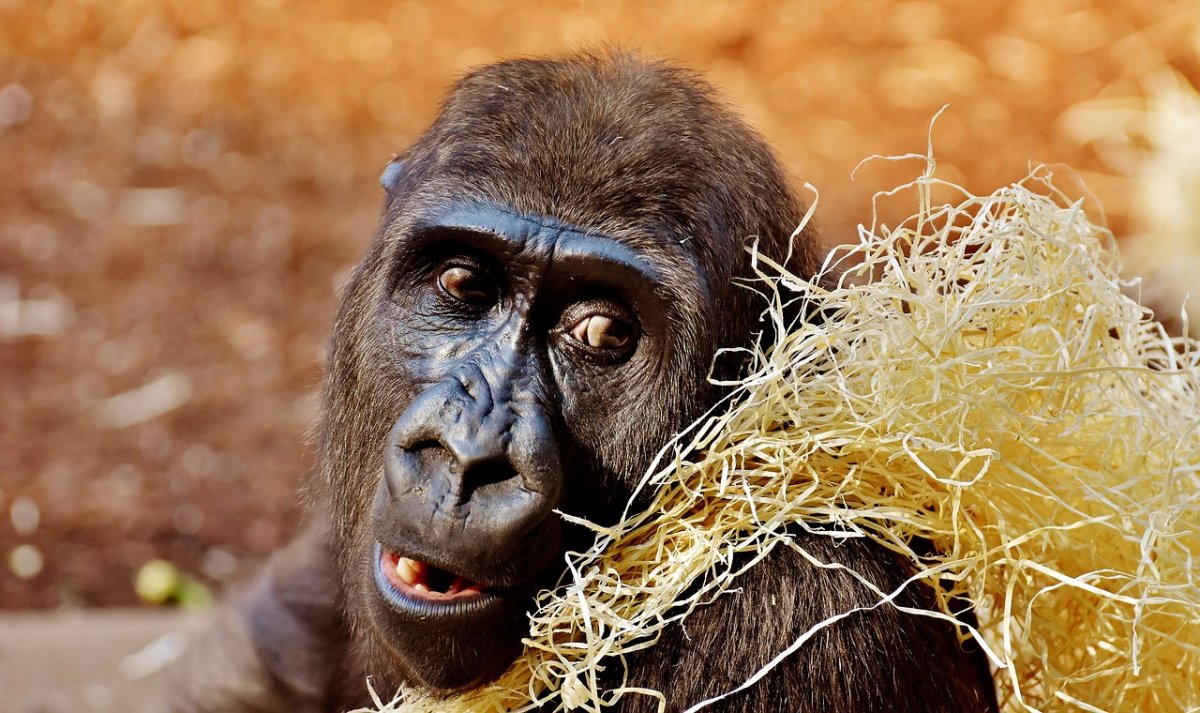 Фото обезьяны прикольные