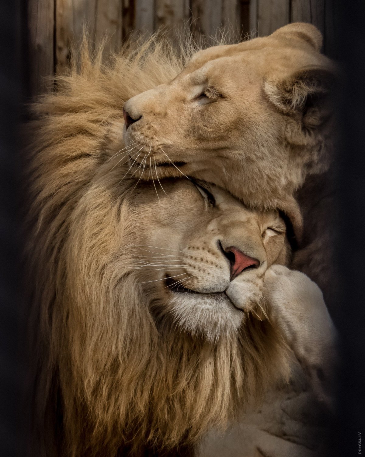 Лев обнимает львицу