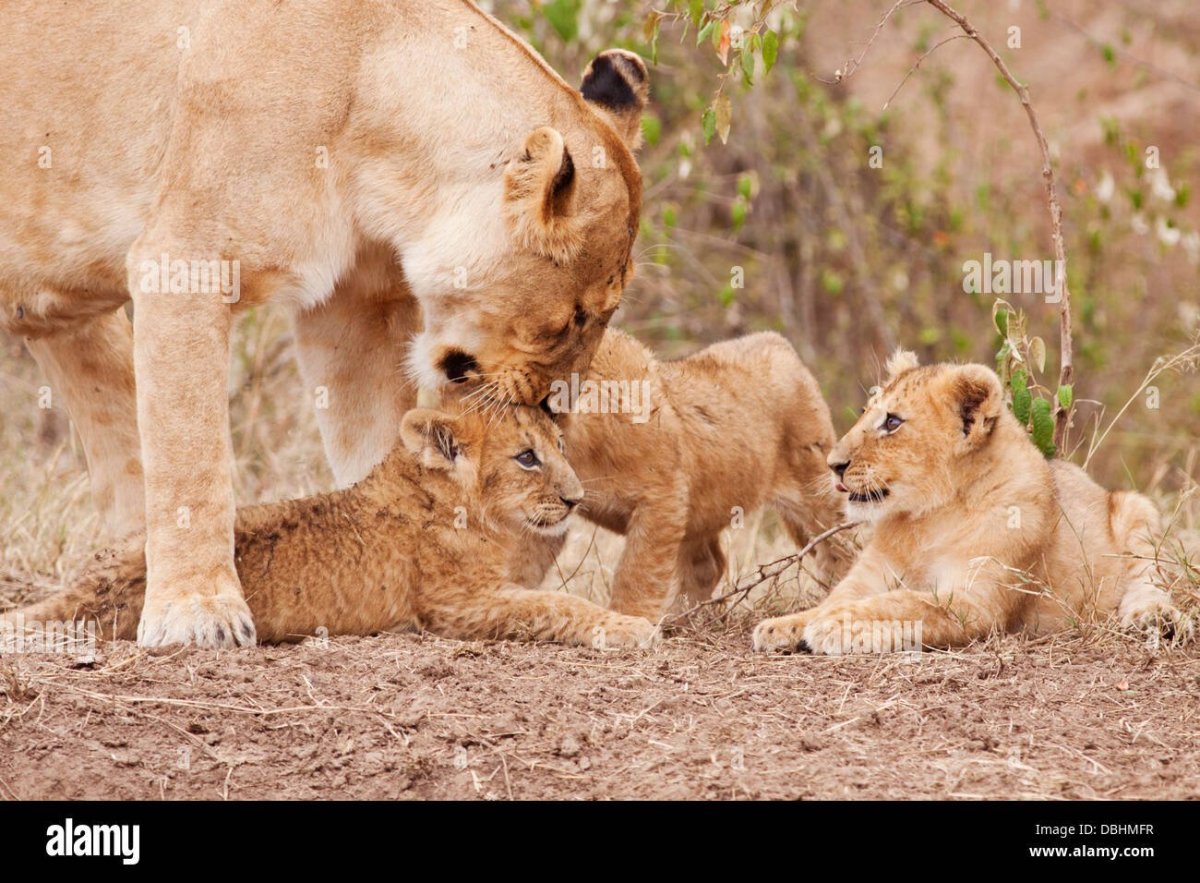 Львица с детенышем