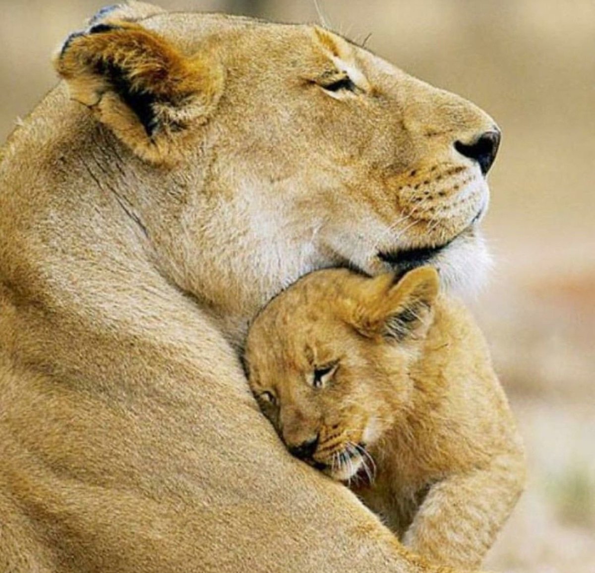 Мама львица и Львенок