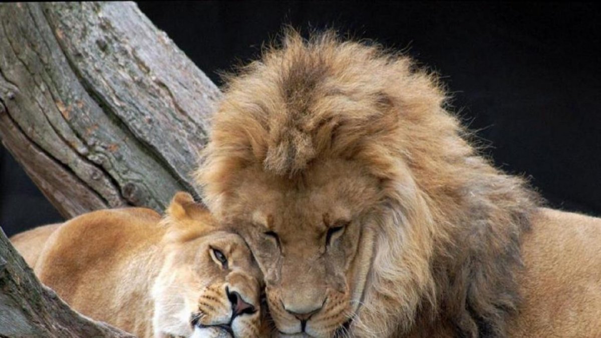 Лев и львица картинки