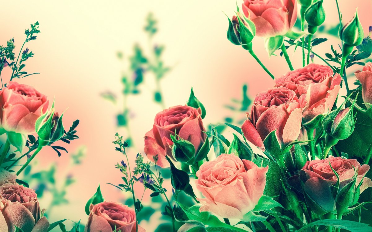 Кустовые розы